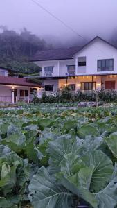 a large field of lettuces in front of a building at Ng Family’s Farm Stay in Cameron Highlands