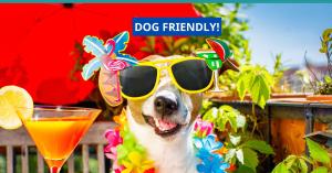 a dog wearing sunglasses and a hat and a drink at "WATERLILY HOUSE" - Luxury Canal House, Jetty, Dog & Child Friendly - Sleeps 14 in Mandurah