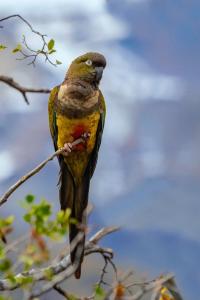 塔尔卡Cabaña En Lago colbun, sector Pasó Nevado的相册照片
