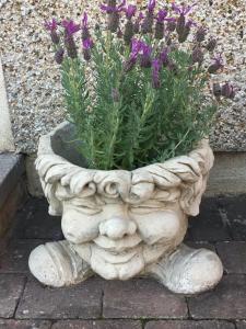 een stenenplant met paarse bloemen erin bij Honeysuckle-Peaceful Scottish Cottage with Hot Tub in Airdrie