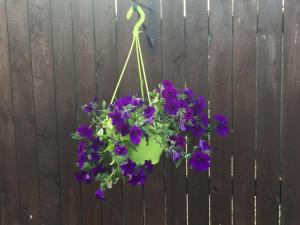 a pot of purple flowers hanging on a fence at Honeysuckle-Peaceful Scottish Cottage with Hot Tub in Airdrie