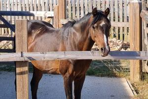 a brown horse standing next to a wooden fence at Penelope in West Chiltington