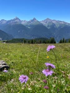 a field of flowers in a field with mountains in the background at Sonnige Panorama Aussicht bei Davos Lenzerheide in Schmitten