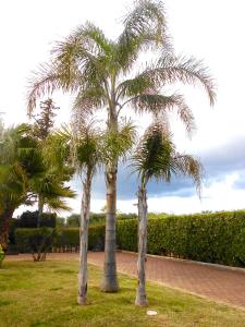 two palm trees in a park next to a sidewalk at La Chiantata - Abbasciu in San Vito dei Normanni