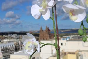 a group of white flowers with a city in the background at Victoria by Petit Chic in Mellieħa