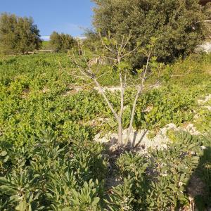 un petit arbre dans un champ de plantes dans l'établissement BADR ABDELLAH, à Taounate