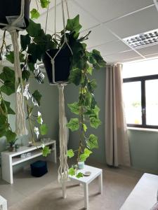 Fotografia z galérie ubytovania BOTANICAL SUITE v Bari + 27 fotografií