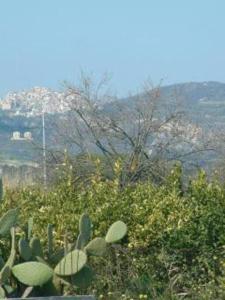 a view of a field with a cactus at Stignano Mare, near Caulonia, Calabria, Italy in Focà