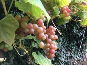 un grappolo d'uva appeso a una pianta di Spacious 5 bedroom House in South Norwood Croydon a Norwood