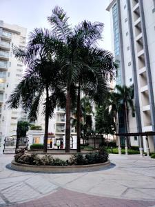 a palm tree in a courtyard in a city at RQUI CONDOTEL NEWPORT PASAY in Manila