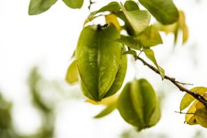 Fotografie z fotogalerie ubytování Thaulle Ayurveda Resort - Yala v destinaci Tissamaharama