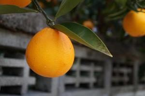Fotografie z fotogalerie ubytování 離島-宿navelの学校-三原港から船で14分 v destinaci Mihara