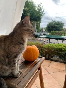 un gatto seduto su una panchina accanto a una zucca di Agriturismo Il Puntoncino a Marsiliana