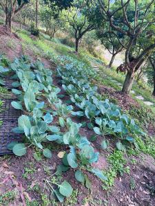 una fila de plantas verdes en un campo en Mường sang farmstay en Mộc Châu