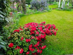 un arbusto de flores rojas en un jardín en Neugärten, en Busenberg
