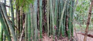 un grupo de bambúes en un bosque en Pousada Morretes Arraial, en Morretes