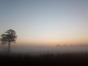 ノーンカーイにあるUma farmの田中の木と霧の日の出