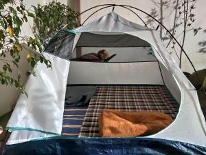 ein Bett in einem Zelt mit einem Vogel darin in der Unterkunft Ira Homestay Mathura in Mathura