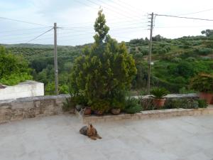 Gæludýr sem dvelur með gesti á Cretan Traditional Home