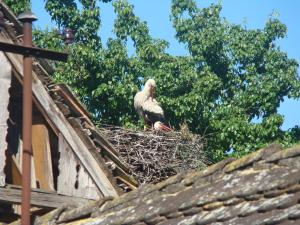 un oiseau assis au sommet d'un nid sur un toit dans l'établissement Rural Tourism Family Ravlic, à Mužilovčica