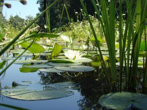 a group of lilies in a pond at Rural Tourism Family Ravlic in Mužilovčica