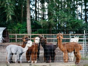 a group of animals standing behind a fence at Tentrr Signature Site - Cascade Rose Alpaca Farm Stay in Carnation