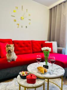 a dog sitting on a couch with two tables with wine glasses at Downtown Apartments Presley air-conditioned in Rzeszów