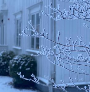 ein schneebedeckter Baum vor einem Gebäude in der Unterkunft Kinna Bed & Breakfast in Kinna