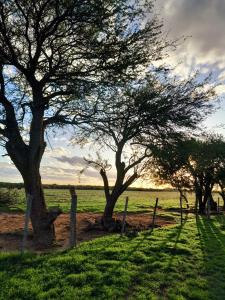 a group of trees in a field with a fence at Estancia San Carlos in Luan Toro