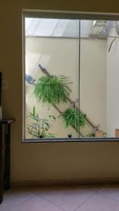 a window in a room with plants in it at Suite aconchegante em Cruzeiro in Cruzeiro