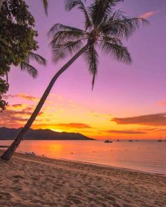 una palma su una spiaggia al tramonto di Jikinerita Homestay a Nelly Bay