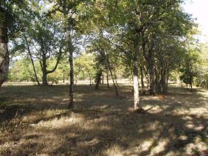 um grupo de árvores num campo com relva em Historic holiday home with garden em Fargues