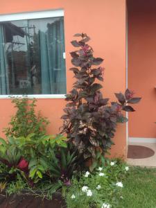 uma planta com flores roxas em frente a um edifício em Guest House Flor de Laranjeira em São Pedro da Aldeia