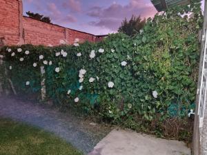 eine Hecke mit weißen Blüten an einer Ziegelmauer in der Unterkunft Departamento San Luis - cerca Terminal in San Luis + 3 Fotos
