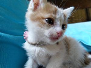 an orange and white kitten sitting on a couch at Champalao The Villa in Vang Vieng