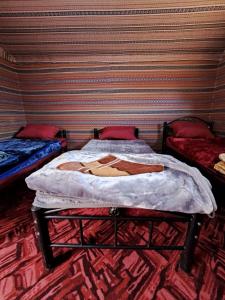 Gallery image of Wadi rum galaxy camp in Wadi Rum