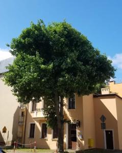 a large tree in front of a building at Apartamenty na Cichej 5 a3 in Kołobrzeg