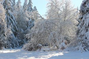 a snow covered tree with a bench in a park at Waldgasthaus am Schwarzenbruch in Allenbach
