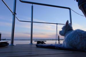 a small dog sitting on a dock looking out at the water at Hausboot Fjord Aquila mit Dachterrasse in Wendtorf in Wendtorf