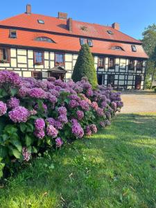 a hedge of purple flowers in front of a building at Gościniec Zamkowy in Darłowo