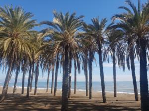 Une rangée de palmiers sur la plage dans l'établissement Apartment the Best Weather, à Torremolinos