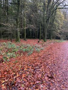 a bunch of leaves on the ground in a forest at 2Bed Annexe nr Vale Resort, Golf & Spa in Ystradowen