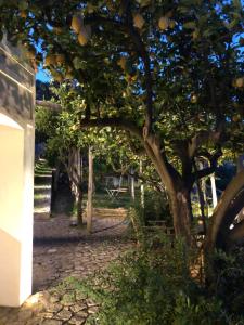 A garden outside Casa Flora