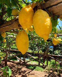 a bunch of yellow fruit hanging from a tree at Casa Flora B&B in Vietri