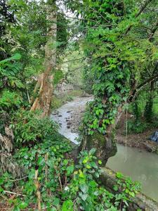 um caminho através de uma floresta ao lado de um rio em ES holiday home em Zamboanga