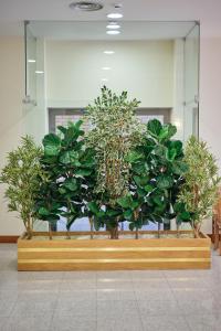 uma fila de vasos de plantas num banco de madeira em Hotel O Guerreiro em Ponte da Barca