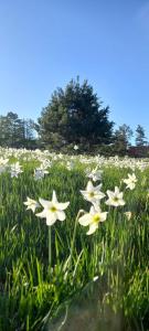 Giardino di Apartman Popović - Vila Gorštak