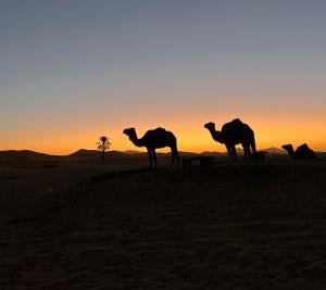 three camel silhouettes in the desert at sunset at Kanz Erremal in Merzouga