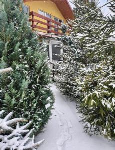Eine Reihe von Weihnachtsbäumen ist mit Schnee bedeckt in der Unterkunft Cabana Busteni in Buşteni