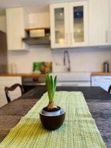 a plant sitting on top of a table in a kitchen at Lily-Rose Cottage in Vastorf